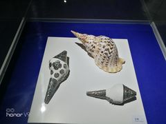 -贝壳王国博物馆