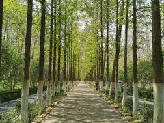 -合肥滨湖国家森林公园