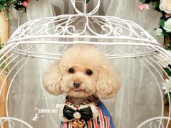 -超宠爱宠物摄影-Super pet
