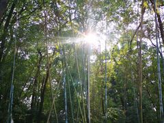 -云溪植物园