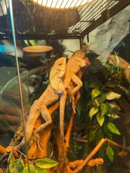 -Zoolung Zoolung动物主题公园(海信广场店)