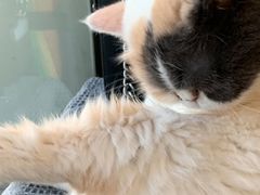 -平行世界·猫咖(首经贸店)