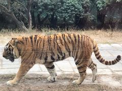 -深圳野生动物园
