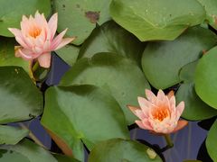 -白鹭湾湿地公园
