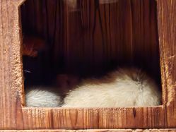 点击看大图 -酷嗒动物文化乐园(cutezoo西溪乐天城店)