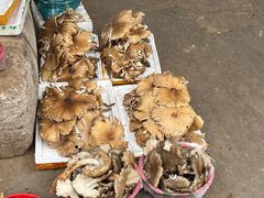 -云南木水花野生菌交易中心