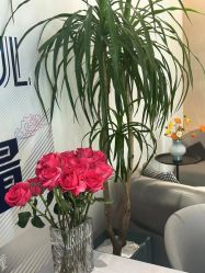 -苑苑vbeauty科技美容SPA