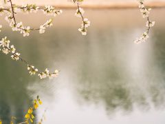 -桃花堤公园