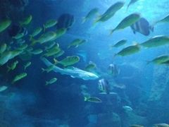 -石家庄海洋公园
