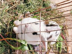 -大自然农场蔬菜草莓采摘园