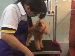 -瑞派动物医院·绝育·犬猫全科·预防医学(光景江南中店)