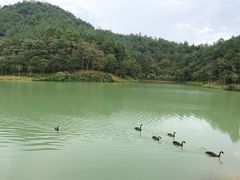 -广州白江湖森林公园