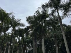 -深圳仙湖植物园
