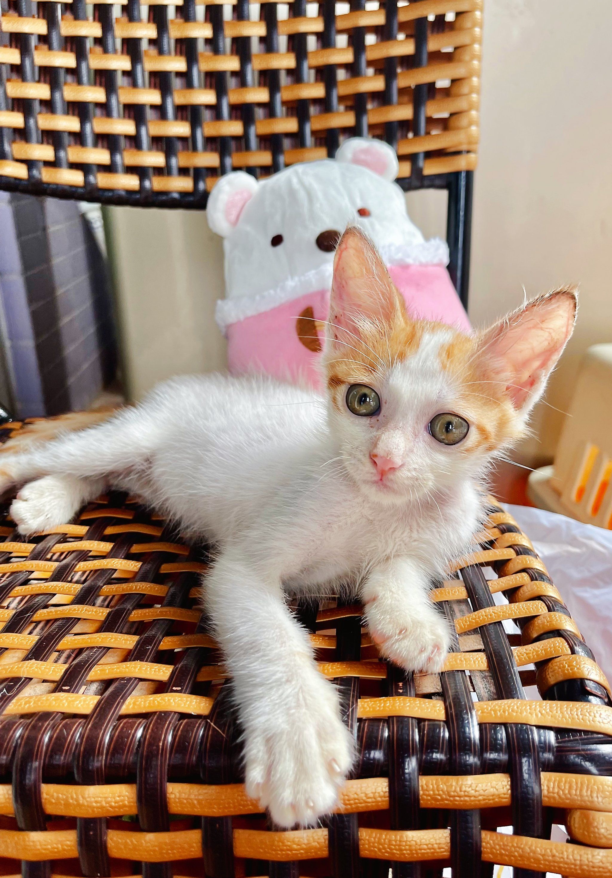 橘白健康亲人小奶猫找领养