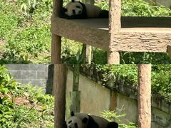 -中国大熊猫保护研究中心雅安碧峰峡基地