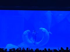 -上海海昌海洋公园-冰山北极馆