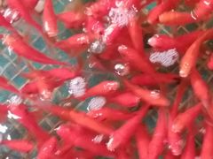 -水晶之星洗浴温泉汗蒸