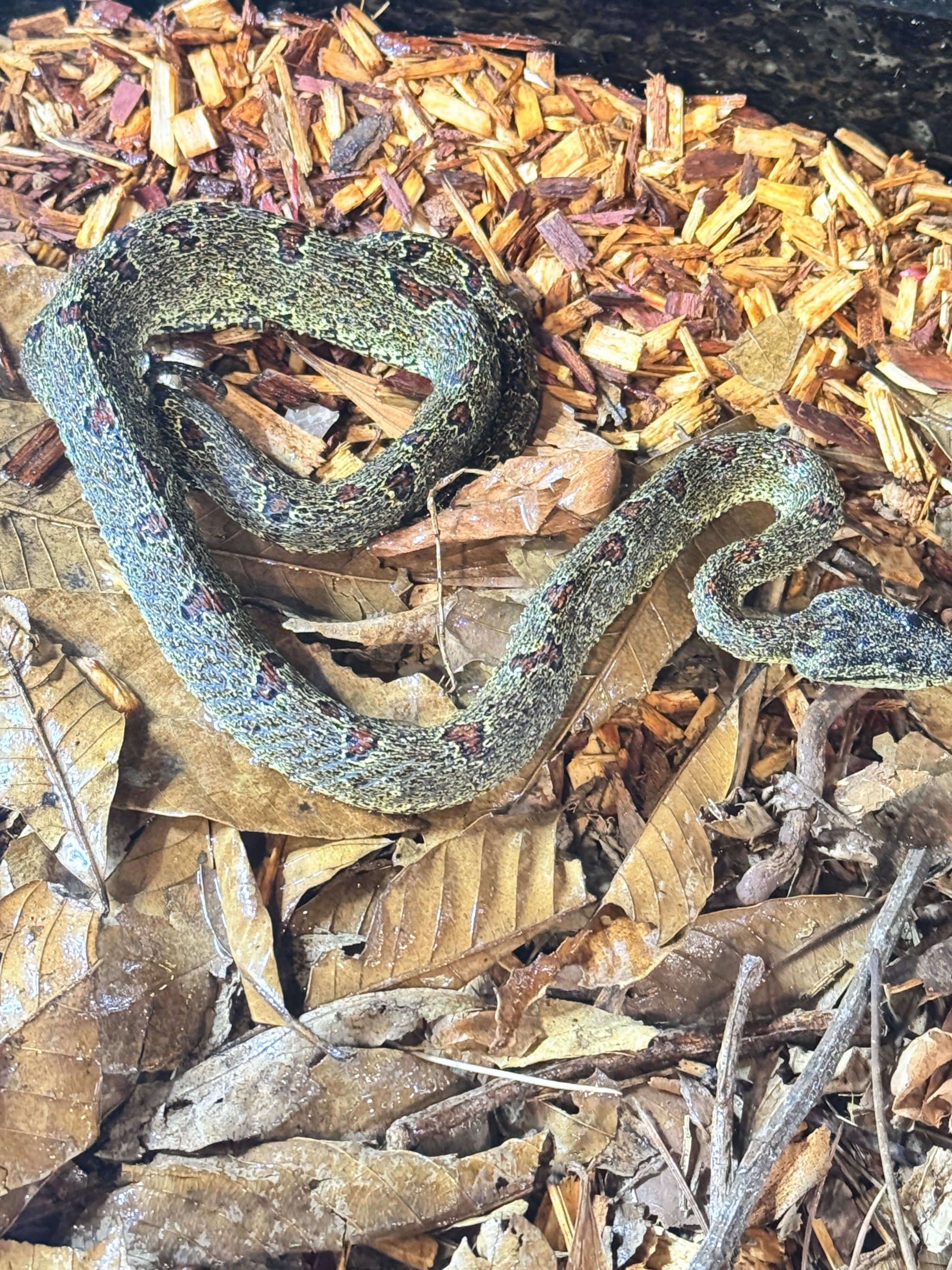 菜花原矛头蝮蛇(剧毒)新手勿扰