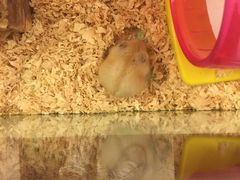 -龙猫仔乐园(惠福东路店)