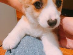 -翊宠yipet猫狗购宠庄园犬舍•猫舍