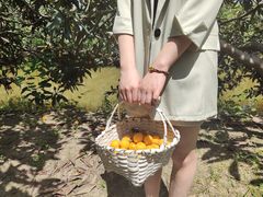 -塘栖枇杷特色园区