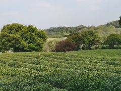 -中国茶叶博物馆(双峰馆区)
