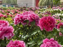 -曹州百花园