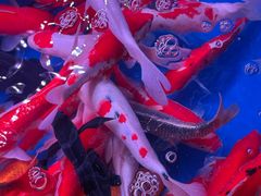 -青石桥花鸟鱼虫市场(叠翠城店)