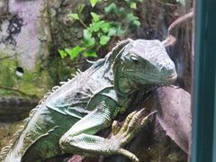 -上海大自然野生昆虫馆(东方明珠·爬宠昆虫探索中心)
