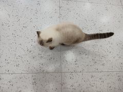 -喵园·猫主题咖啡厅·撸猫·猫咖(国贸店)