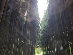 -武陵山森林公园