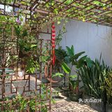 番禺探店|远离城市喧嚣🌿来一份森系下午茶