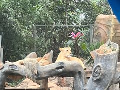 -海南热带野生动植物园
