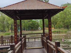 -微山湖红荷湿地景区