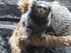 -贵州森林野生动物园