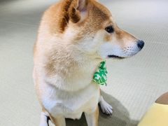 -逗柴咖啡屋·狗咖猫咖宠物桌游