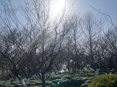 -上海海湾国家森林公园