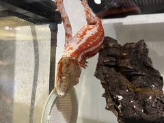 -酷以爬仙阁实体爬宠店·守宫·蜥蜴·专业繁育