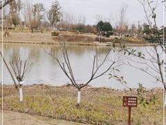 -九科绿洲