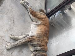 -马陆小张葡萄园农家乐