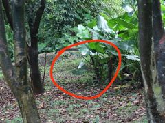 -福建鲤鱼洲酒店