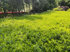 -铁山坪森林公园