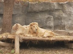 -北京野生动物园