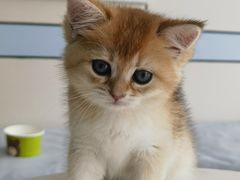 -中农国际动物医院24小时·猫科·骨科·急重症中心
