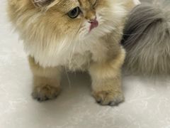 -中农国际动物医院24小时·猫科·骨科·急重症中心