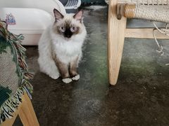 -喵屿·大理花园猫咖