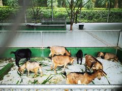 -广东茂名森林公园