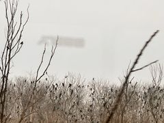 -盐城丹顶鹤湿地生态旅游区