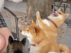 -柴犬高等学院·狗咖·柴犬售卖·宠物训练