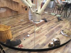 -袖虎·猫馆(体育西路店)